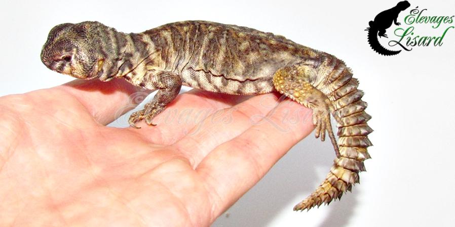 Visou - 2018 - Uromastyx ornata 