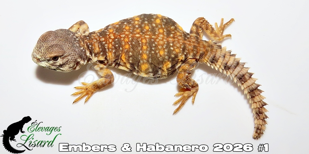 Élevages Lisard - Embers&Habanero2026#1