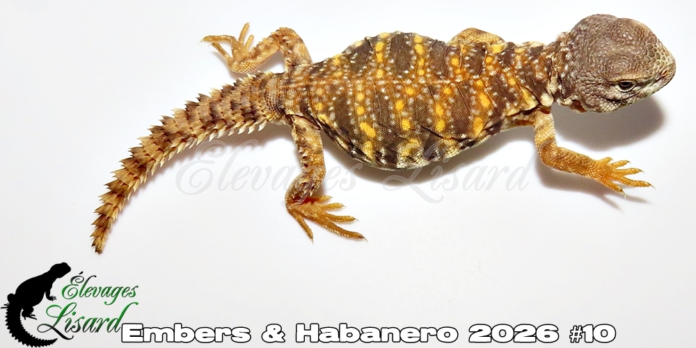 Élevages Lisard - Embers&Habanero2026#10