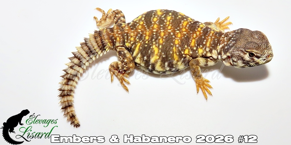 Élevages Lisard - Embers&Habanero2026#12
