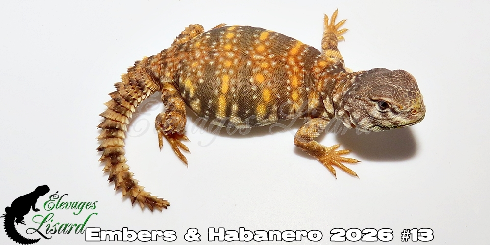 Élevages Lisard - Embers&Habanero2026#13