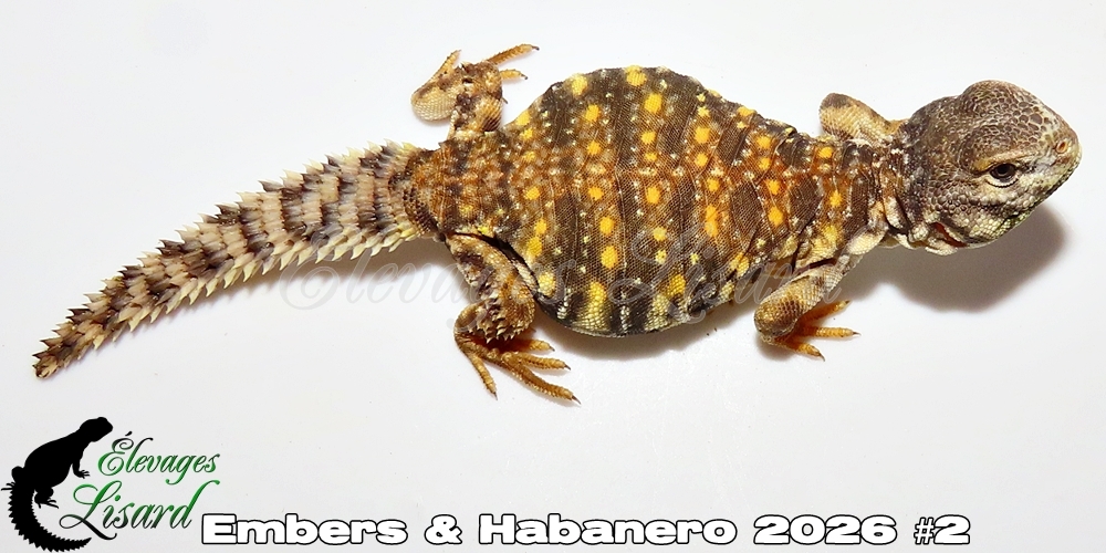 Élevages Lisard - Embers&Habanero2026#2