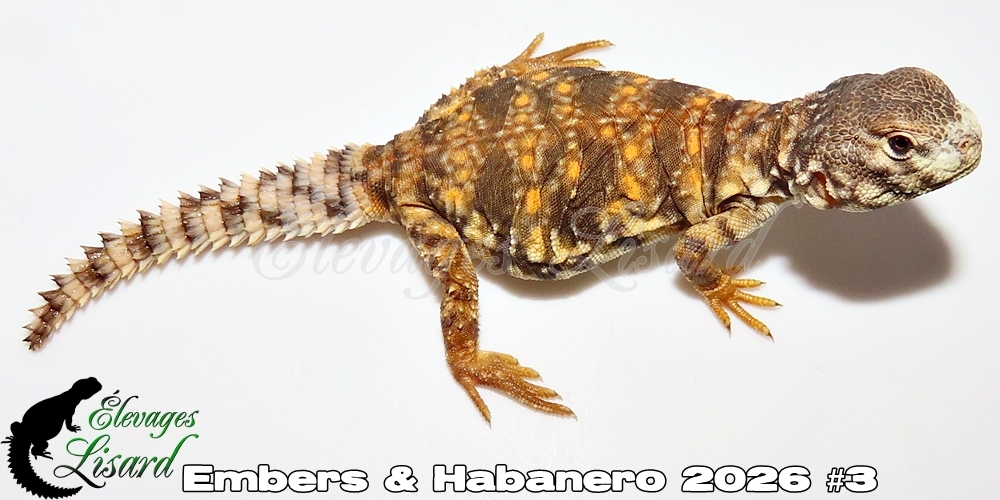 Élevages Lisard - Embers&Habanero2026#3