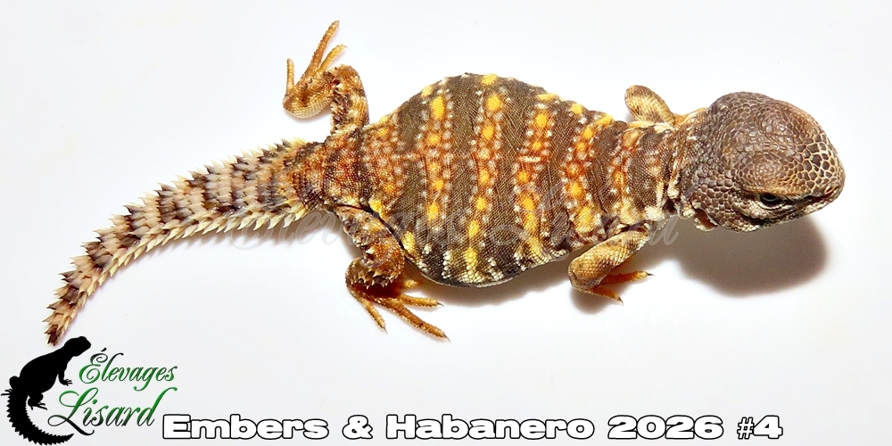 Élevages Lisard - Embers&Habanero2026#4