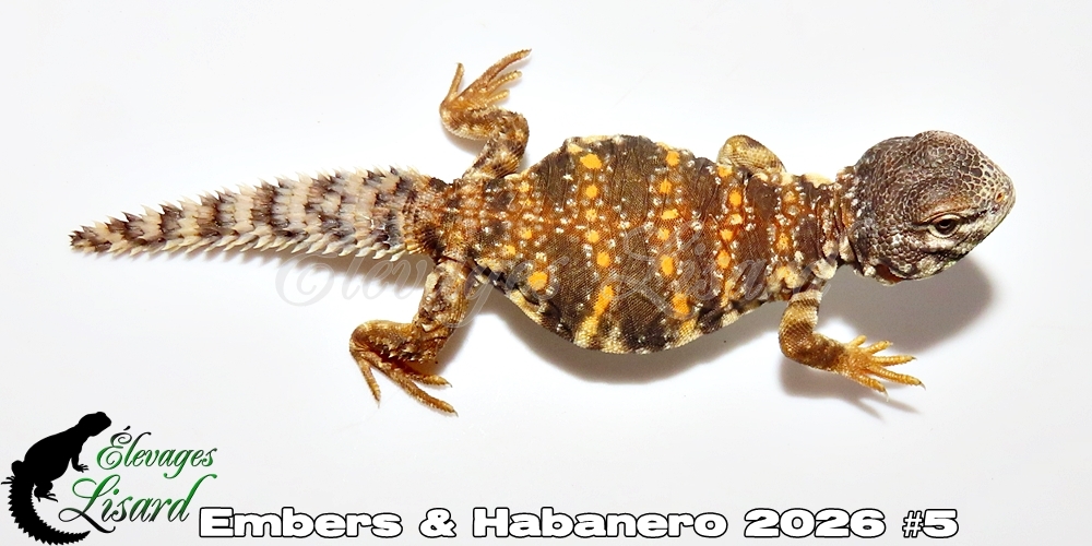Élevages Lisard - Embers&Habanero2026#5