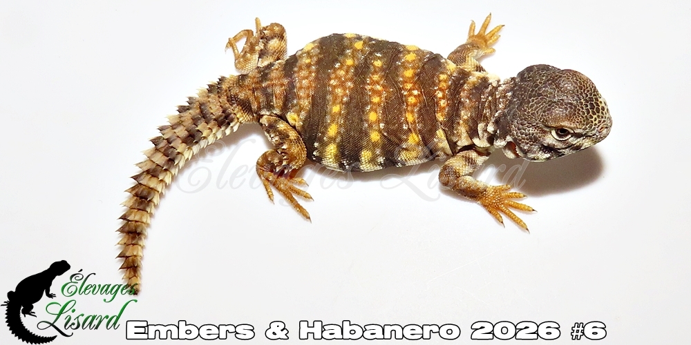 Élevages Lisard - Embers&Habanero2026#6