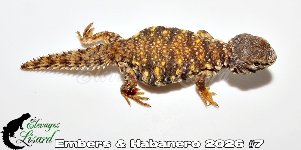 Élevages Lisard - Embers&Habanero2026#7