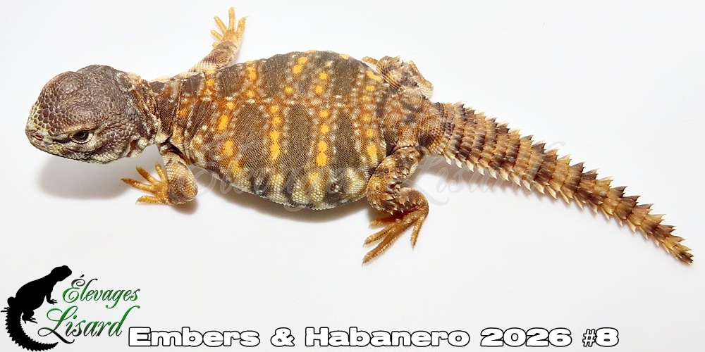 Élevages Lisard - Embers&Habanero2026#8