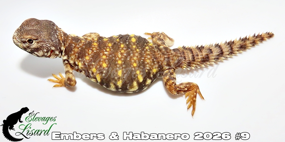 Élevages Lisard - Embers&Habanero2026#9