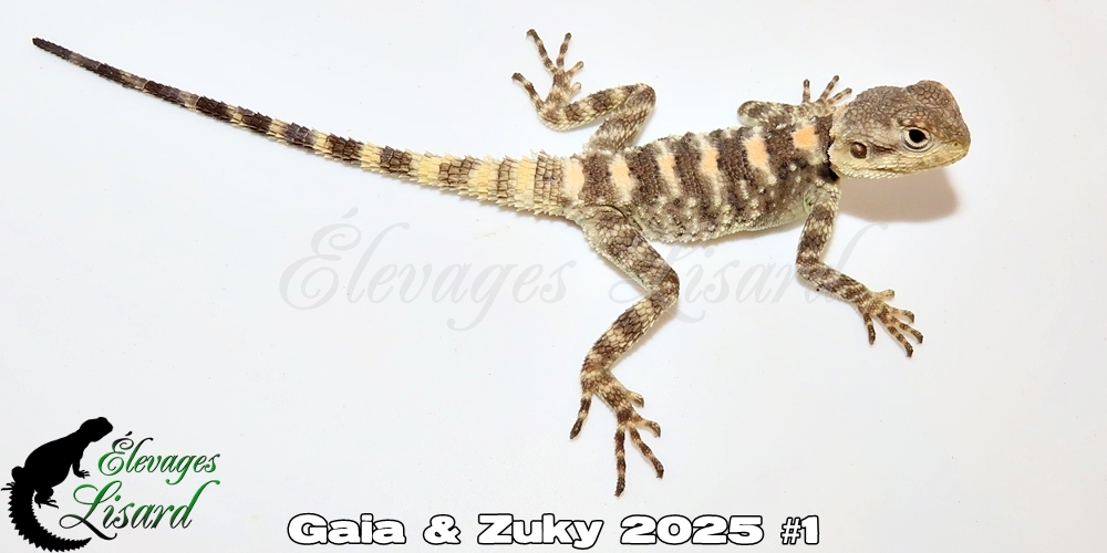 Élevages Lisard - Gaia&Zuky2025#1