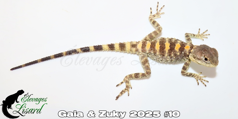 Élevages Lisard - Gaia&Zuky2025#10