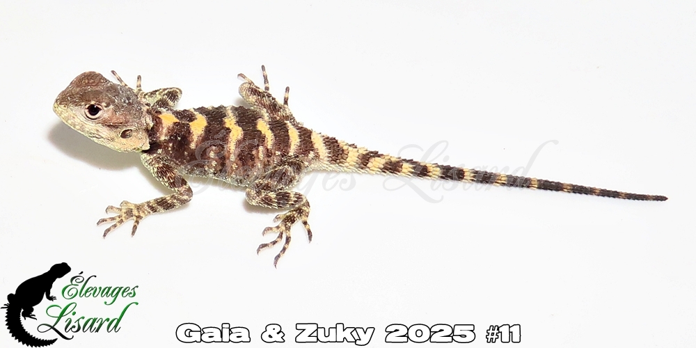 Élevages Lisard - Gaia&Zuky2025#11