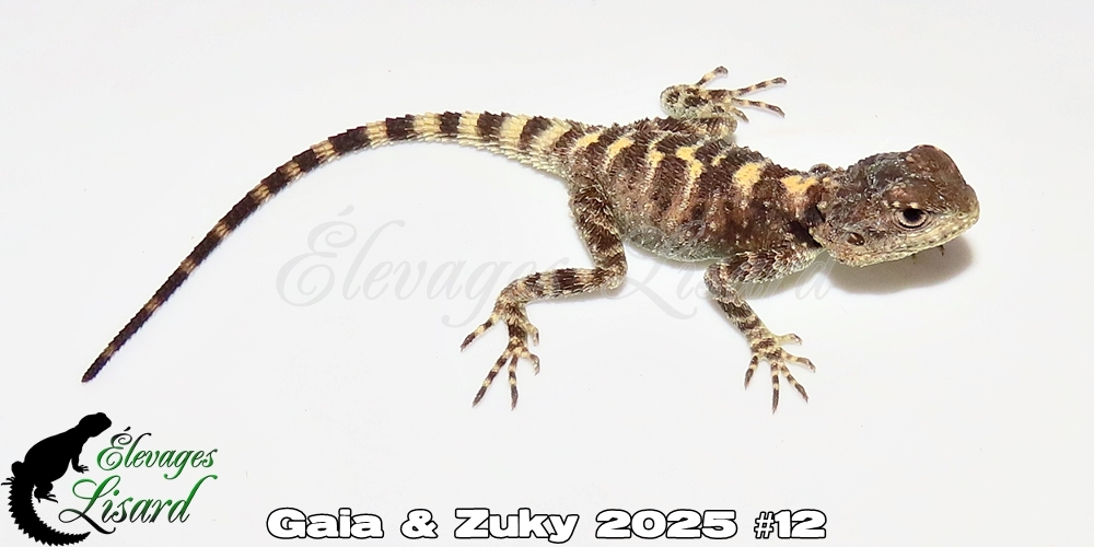 Élevages Lisard - Gaia&Zuky2025#12
