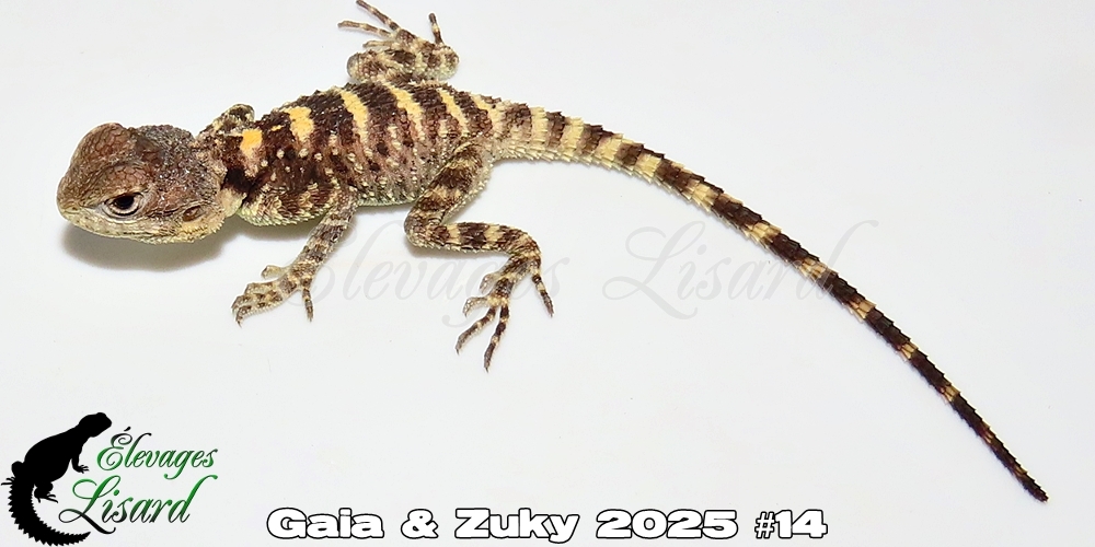 Élevages Lisard - Gaia&Zuky2025#14
