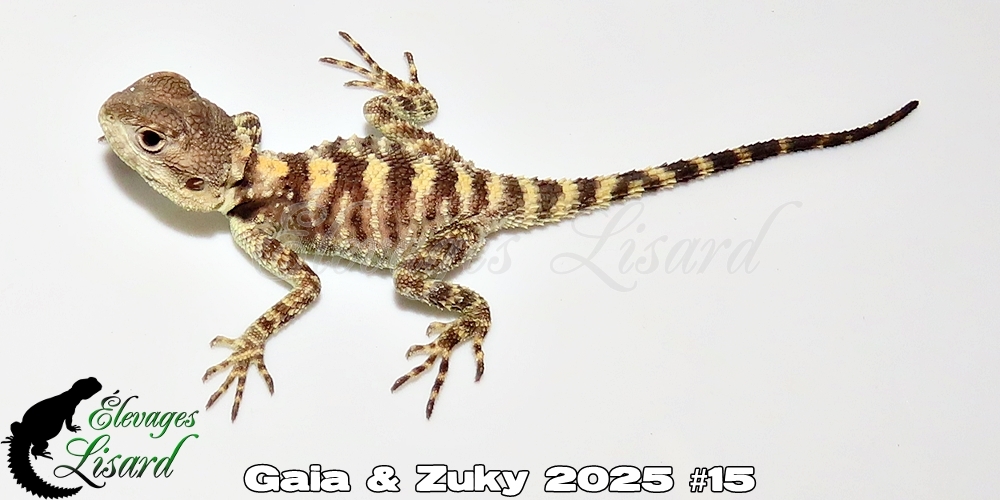 Élevages Lisard - Gaia&Zuky2025#15