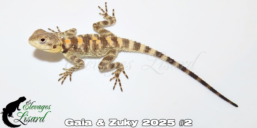 Élevages Lisard - Gaia&Zuky2025#2