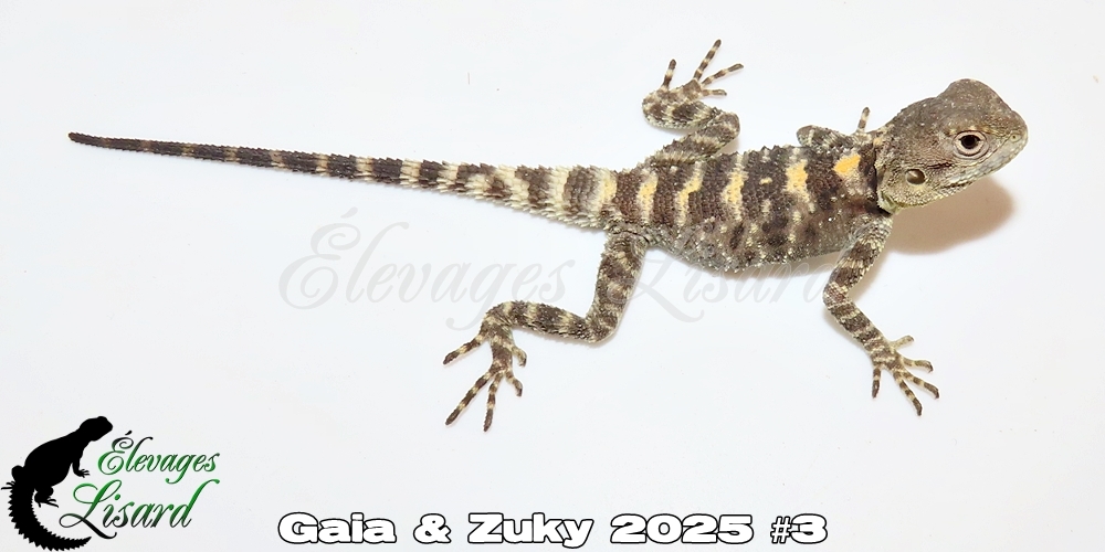 Élevages Lisard - Gaia&Zuky2025#3