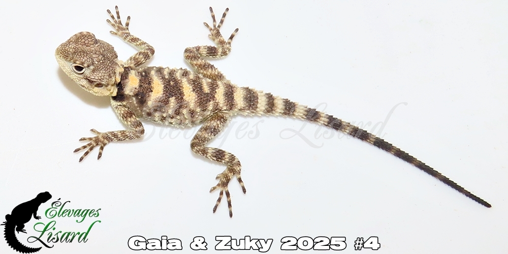 Élevages Lisard - Gaia&Zuky2025#4
