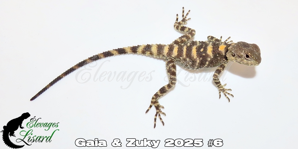 Élevages Lisard - Gaia&Zuky2025#6