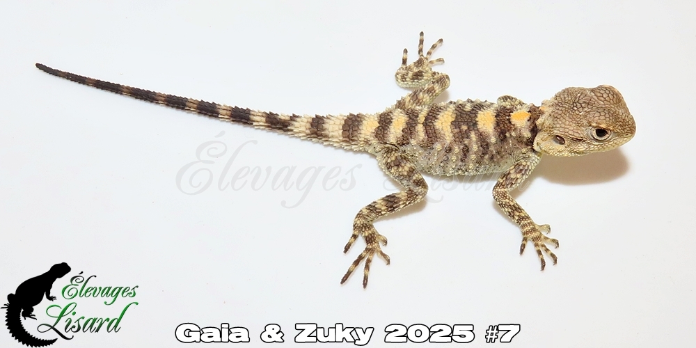 Élevages Lisard - Gaia&Zuky2025#7