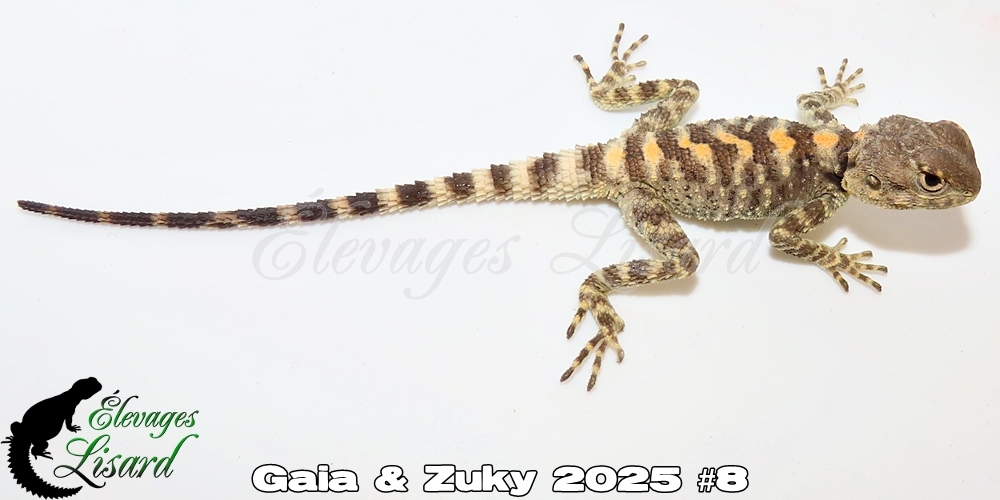 Élevages Lisard - Gaia&Zuky2025#8