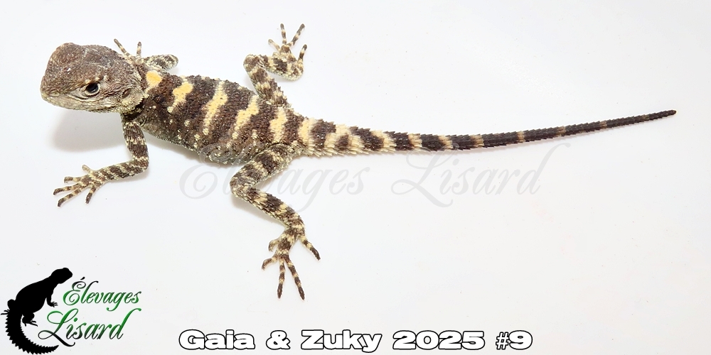 Élevages Lisard - Gaia&Zuky2025#9
