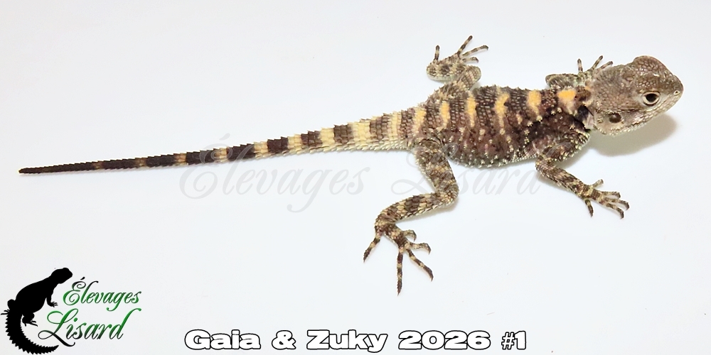 Élevages Lisard - Gaia&Zuky2026#1