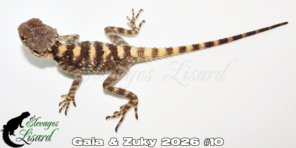 Élevages Lisard - Gaia&Zuky2026#10