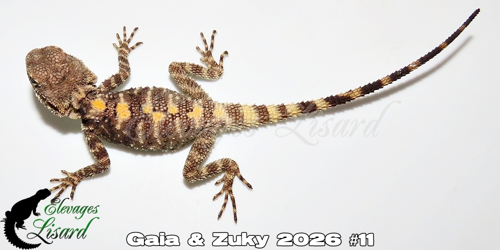 Élevages Lisard - Gaia&Zuky2026#11