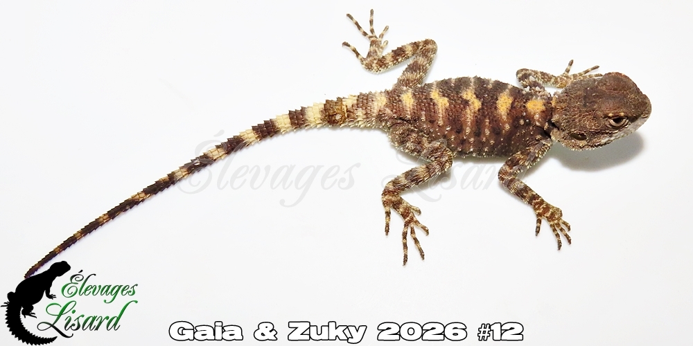 Élevages Lisard - Gaia&Zuky2026#12