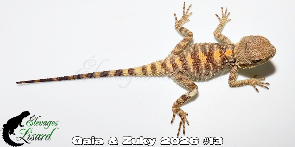 Élevages Lisard - Gaia&Zuky2026#13