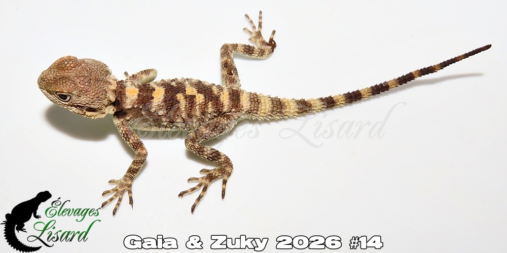 Élevages Lisard - Gaia&Zuky2026#14