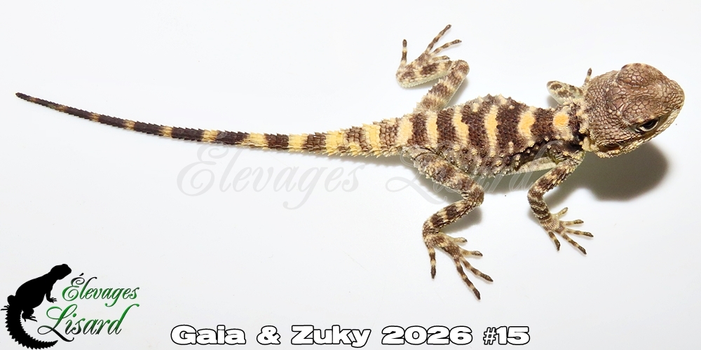 Élevages Lisard - Gaia&Zuky2026#15