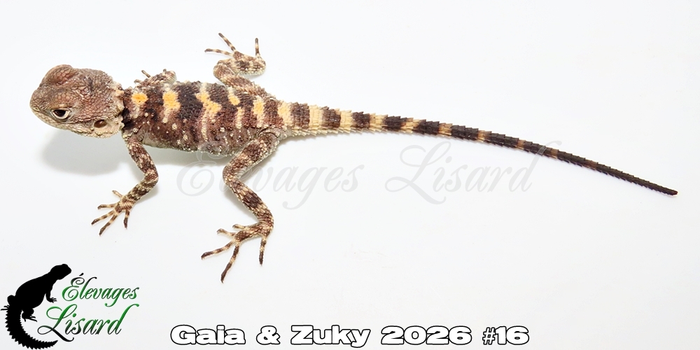 Élevages Lisard - Gaia&Zuky2026#16