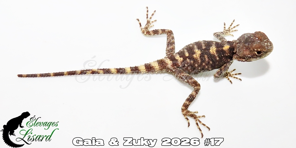 Élevages Lisard - Gaia&Zuky2026#17