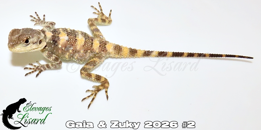Élevages Lisard - Gaia&Zuky2026#2