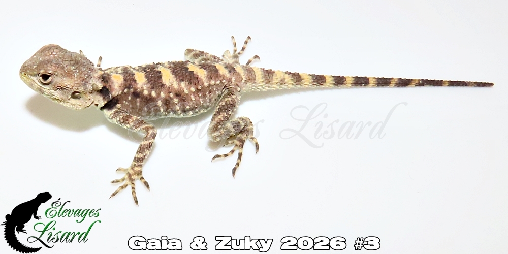 Élevages Lisard - Gaia&Zuky2026#3