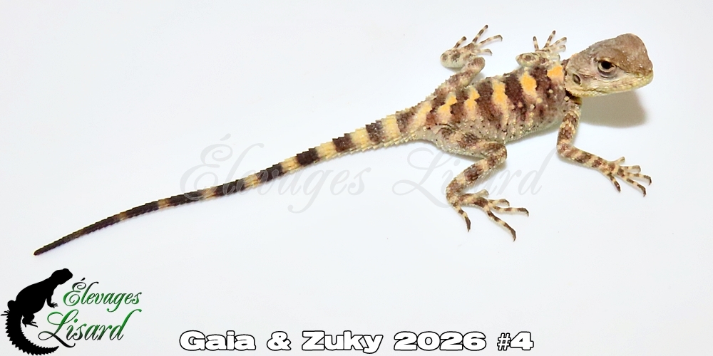 Élevages Lisard - Gaia&Zuky2026#4