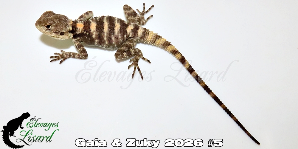 Élevages Lisard - Gaia&Zuky2026#5
