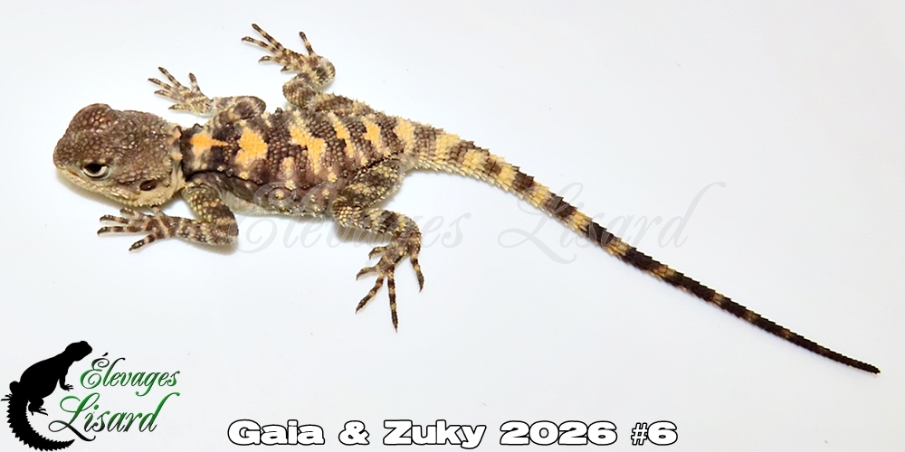 Élevages Lisard - Gaia&Zuky2026#6