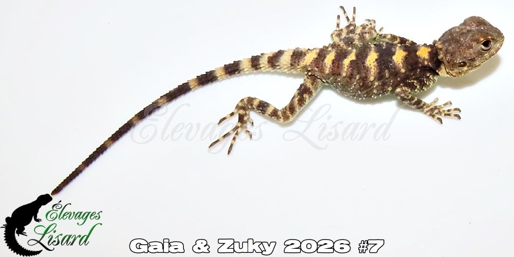 Élevages Lisard - Gaia&Zuky2026#7