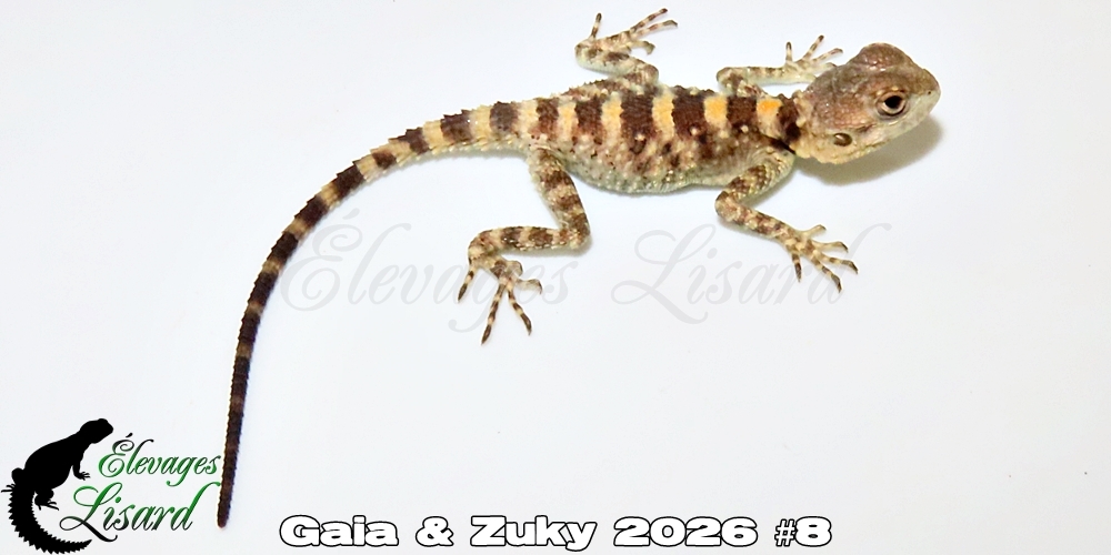 Élevages Lisard - Gaia&Zuky2026#8