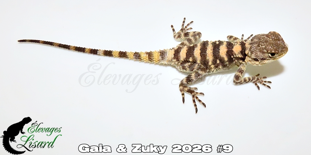 Élevages Lisard - Gaia&Zuky2026#9