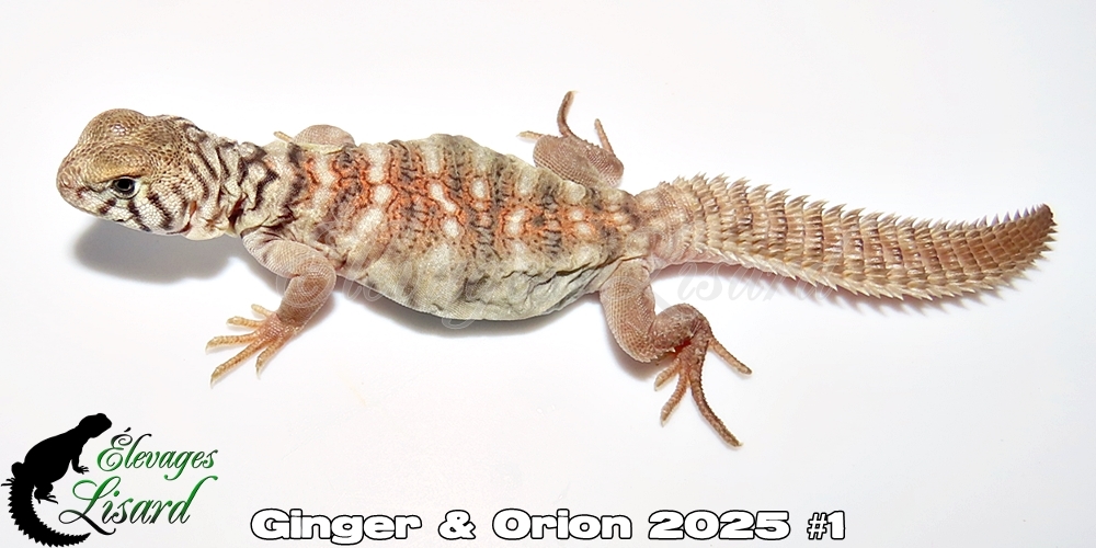 Élevages Lisard - Ginger&Orion2025#1
