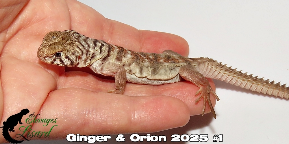 Élevages Lisard - Ginger&Orion2025#1