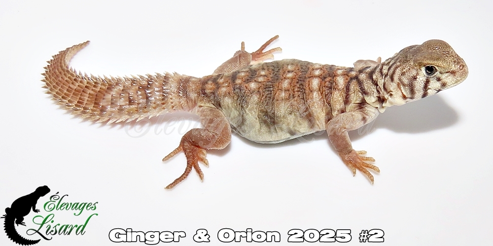 Élevages Lisard - Ginger&Orion2025#2