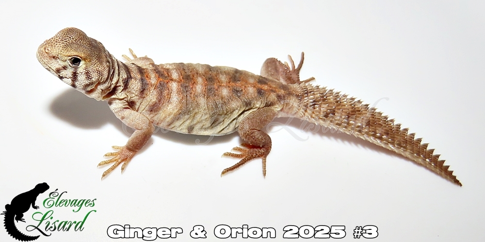 Élevages Lisard - Ginger&Orion2025#3