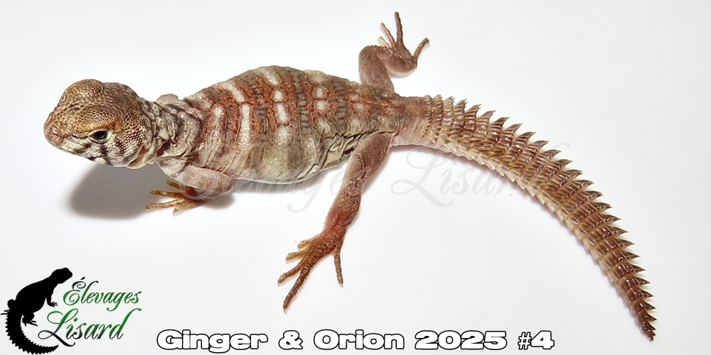Élevages Lisard - Ginger&Orion2025#4