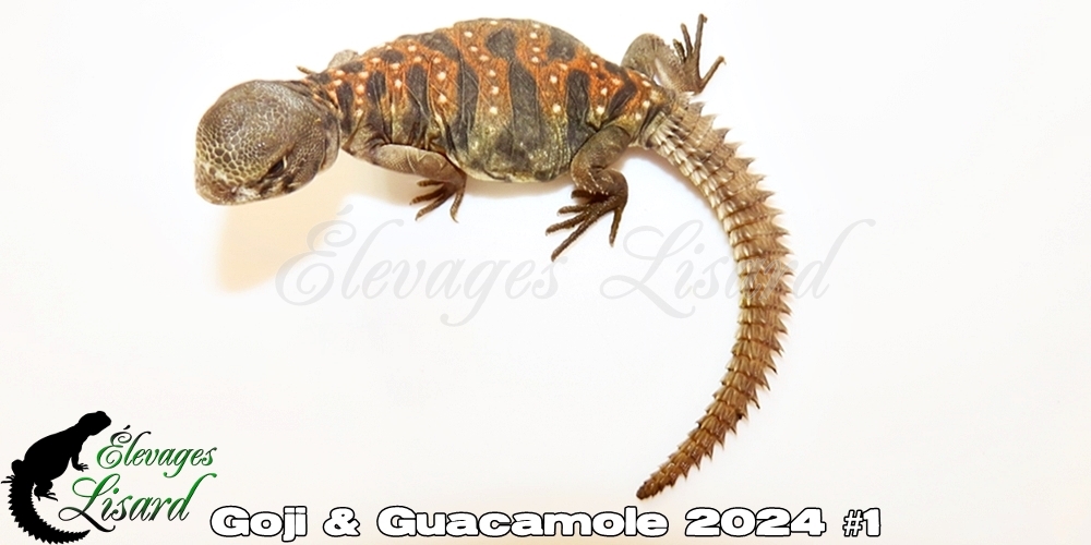 Élevages Lisard - Goji&Guacamole2024#1