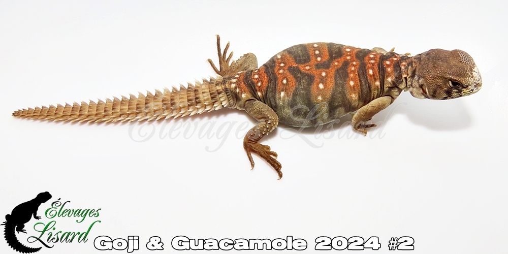 Élevages Lisard - Goji&Guacamole2024#2